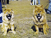 Dog chow chow photo of chow chow kennel Russia IL DE BOTE Khabarovsk