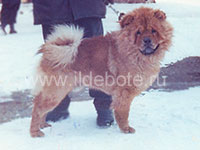 Dog chow chow photo of chow chow kennel Russia IL DE BOTE Khabarovsk