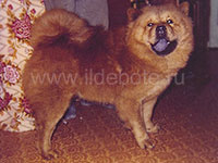 Dog chow chow photo of chow chow kennel Russia IL DE BOTE Khabarovsk