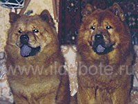 Dog chow chow photo of chow chow kennel Russia IL DE BOTE Khabarovsk