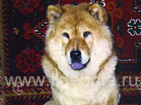 Dog chow chow photo of chow chow kennel Russia IL DE BOTE Khabarovsk