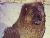 Dog chow chow photo of chow chow kennel Russia IL DE BOTE Khabarovsk