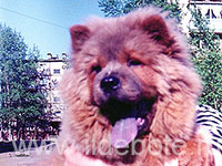 Dog chow chow photo of chow chow kennel Russia IL DE BOTE Khabarovsk