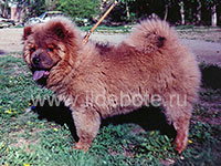 Dog chow chow photo of chow chow kennel Russia IL DE BOTE Khabarovsk