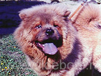 Dog chow chow photo of chow chow kennel Russia IL DE BOTE Khabarovsk