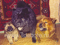 Dog chow chow photo of chow chow kennel Russia IL DE BOTE Khabarovsk