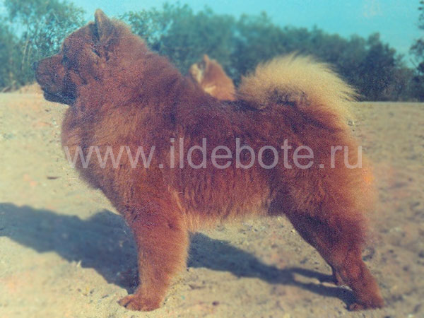 Dog chow chow photo of chow chow kennel Russia IL DE BOTE Khabarovsk