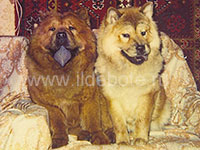 Dog chow chow photo of chow chow kennel Russia IL DE BOTE Khabarovsk