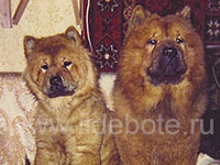 Dog chow chow photo of chow chow kennel Russia IL DE BOTE Khabarovsk