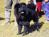 Dog chow chow photo of chow chow kennel Russia IL DE BOTE Khabarovsk