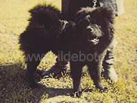 Dog chow chow photo of chow chow kennel Russia IL DE BOTE Khabarovsk