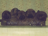 Dog chow chow photo of chow chow kennel Russia IL DE BOTE Khabarovsk