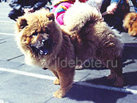 Dog chow chow photo of chow chow kennel Russia IL DE BOTE Khabarovsk