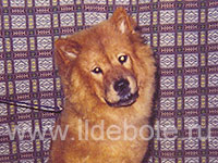 Dog chow chow photo of chow chow kennel Russia IL DE BOTE Khabarovsk