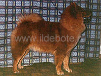 Dog chow chow photo of chow chow kennel Russia IL DE BOTE Khabarovsk