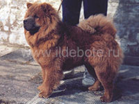 Dog chow chow photo of chow chow kennel Russia IL DE BOTE Khabarovsk