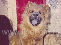 Dog chow chow photo of chow chow kennel Russia IL DE BOTE Khabarovsk