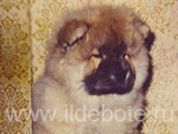 Dog chow chow photo of chow chow kennel Russia IL DE BOTE Khabarovsk