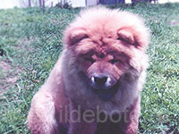 Dog chow chow photo of chow chow kennel Russia IL DE BOTE Khabarovsk