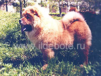 Dog chow chow photo of chow chow kennel Russia IL DE BOTE Khabarovsk