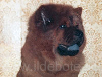 Dog chow chow photo of chow chow kennel Russia IL DE BOTE Khabarovsk