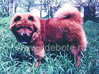 Dog chow chow photo of chow chow kennel Russia IL DE BOTE Khabarovsk