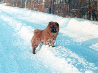 Dog chow chow photo of chow chow kennel Russia IL DE BOTE Khabarovsk