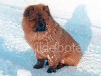 Dog chow chow photo of chow chow kennel Russia IL DE BOTE Khabarovsk