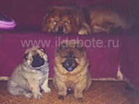 Собака чау чау фото питомник чау ИЛЬ ДЕ БОТЕ (IL DE BOTE) Хабаровск