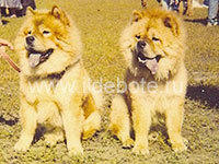 Dog chow chow photo of chow chow kennel Russia IL DE BOTE Khabarovsk