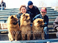 Dog chow chow photo of chow chow kennel Russia IL DE BOTE Khabarovsk