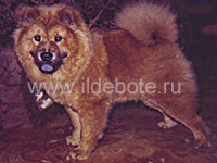 Dog chow chow photo of chow chow kennel Russia IL DE BOTE Khabarovsk