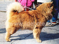 Dog chow chow photo of chow chow kennel Russia IL DE BOTE Khabarovsk