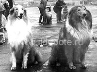 Pictures of different dogs at the site of chow chow kennel IL DE BOTE Russia