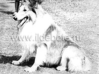 Pictures of different dogs at the site of chow chow kennel IL DE BOTE Russia