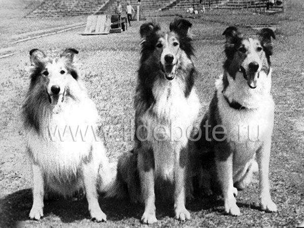 Pictures of different dogs at the site of chow chow kennel IL DE BOTE Russia