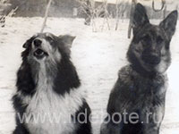 Pictures of different dogs at the site of chow chow kennel IL DE BOTE Russia
