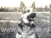 Pictures of different dogs at the site of chow chow kennel IL DE BOTE Russia