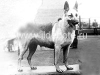 Pictures of different dogs at the site of chow chow kennel IL DE BOTE Russia