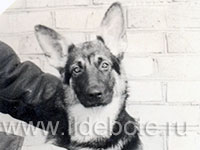 Фото разных собак на сайте питомника чау IL DE BOTE (ИЛЬ ДЕ БОТЭ) Хабаровск