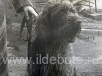 Pictures of different dogs at the site of chow chow kennel IL DE BOTE Russia