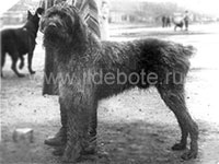 Pictures of different dogs at the site of chow chow kennel IL DE BOTE Russia