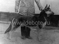 Pictures of different dogs at the site of chow chow kennel IL DE BOTE Russia