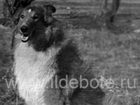 Pictures of different dogs at the site of chow chow kennel IL DE BOTE Russia