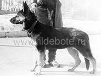 Pictures of different dogs at the site of chow chow kennel IL DE BOTE Russia