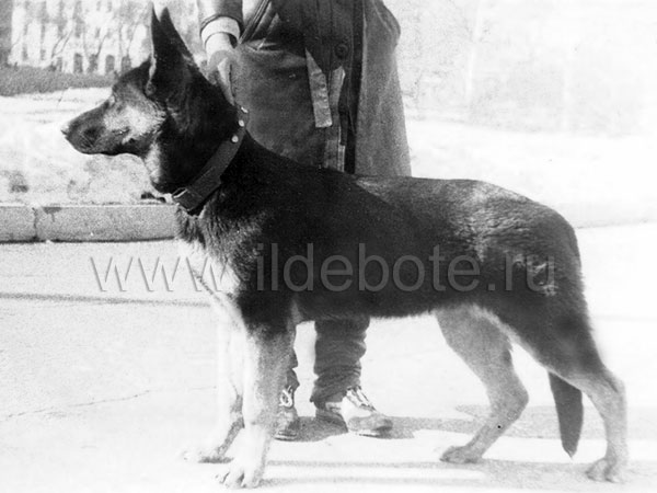 Pictures of different dogs at the site of chow chow kennel IL DE BOTE Russia