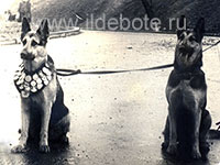 Фото разных собак на сайте питомника чау IL DE BOTE (ИЛЬ ДЕ БОТЭ) Хабаровск