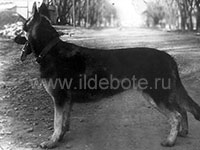 Pictures of different dogs at the site of chow chow kennel IL DE BOTE Russia