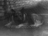 Pictures of different dogs at the site of chow chow kennel IL DE BOTE Russia