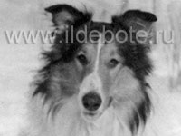 Pictures of different dogs at the site of chow chow kennel IL DE BOTE Russia